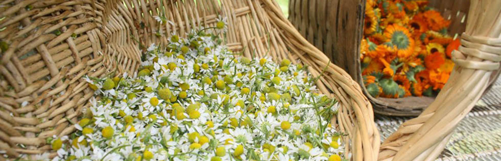 organic salves